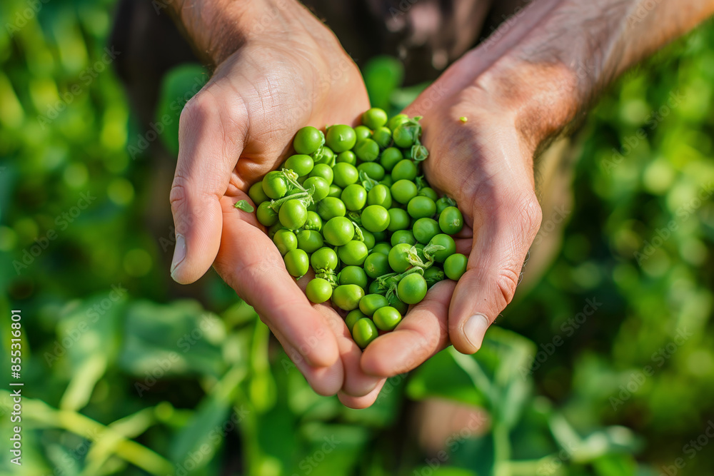 Hands holding freshly harvested green peas with lush greenery, showcasing organic farming and a connection to nature Hands holding freshly harvested green peas with lush greenery, showcasing organic farming and a connection to nature