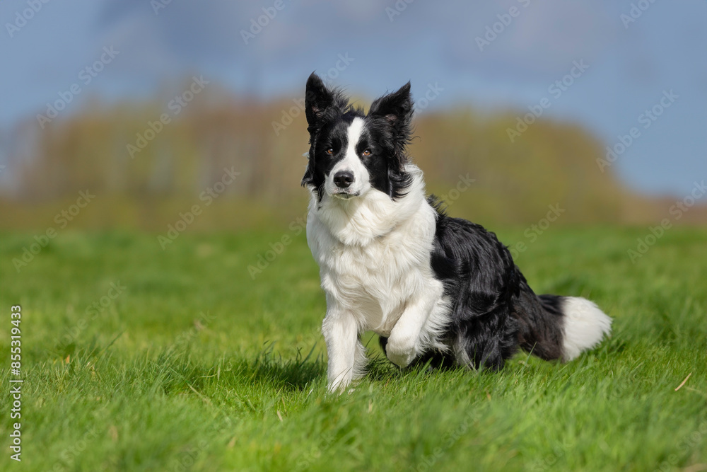border collie dog
