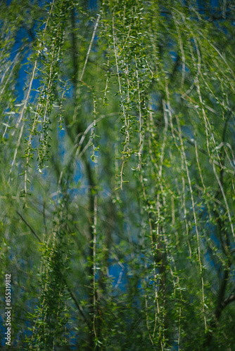 Weeping Willow Branches Against a Clear Blue Sky photo