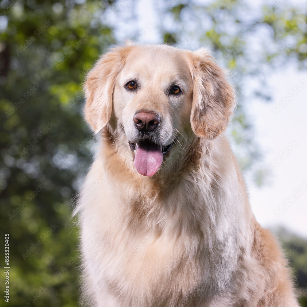golden retriever portrait golden retriever portrait
