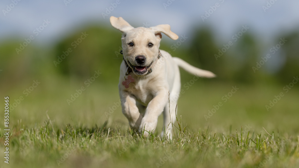 puppy puppy