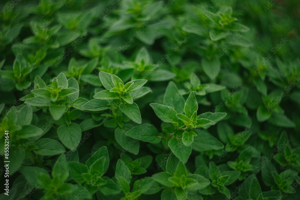 Fresh Oregano Herb Ready to Harvest Fresh Oregano Herb Ready to Harvest