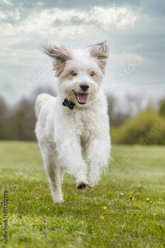 Photography happy dog