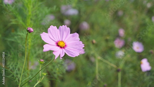 Beauty Purple Cosmos Flowers in the backyard gard