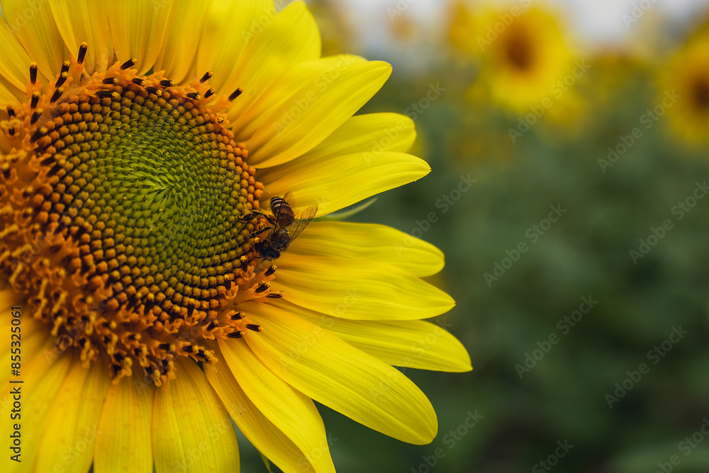 Close-up of a sunflower with a bee pollinating its center, highlighting the vibrant yellow petals and natural beauty. Close-up of a sunflower with a bee pollinating its center, highlighting the vibrant yellow petals and natural beauty.