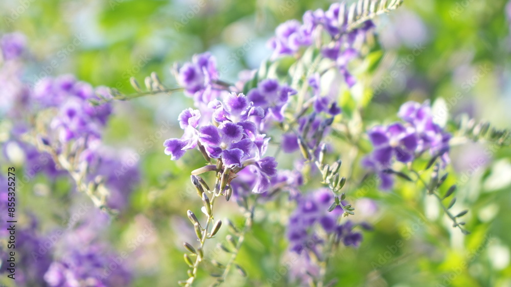 Beautiful Duranta Erecta Violet flower in the garden
Beautiful Duranta Erecta Violet flower in the garden
