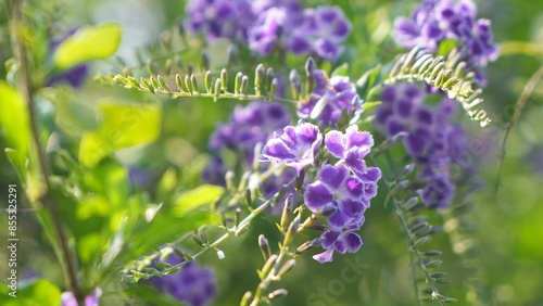 Beautiful Duranta Erecta Violet flower in the garden
 photo