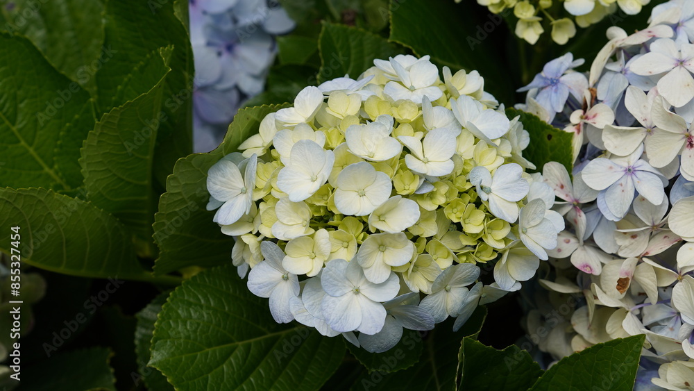 Beautiful flowers Hydrangea macrophylla at the flowers garden in the backyard Beautiful flowers Hydrangea macrophylla at the flowers garden in the backyard