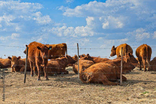 Jersey cows in a field next to barbed wire fence