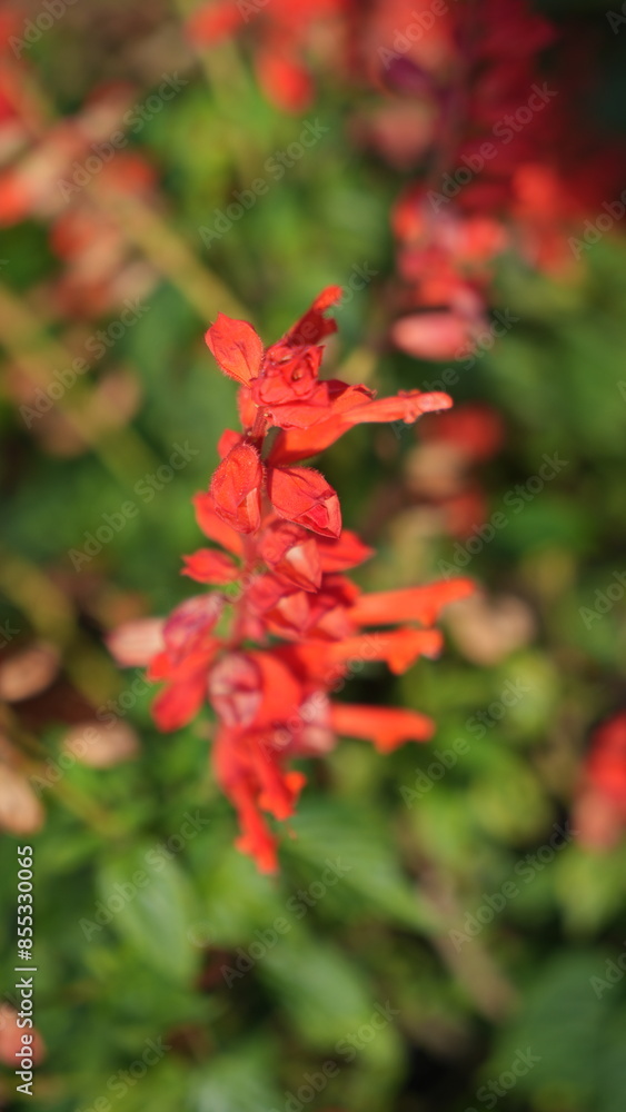 Beautiful red Salvia Splendens in the flower garden at the backyard Beautiful red Salvia Splendens in the flower garden at the backyard