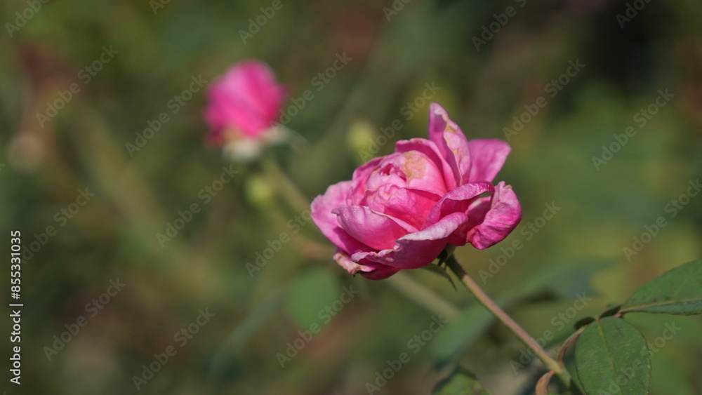 Beautiful pink roses in the flower garden Beautiful pink roses in the flower garden