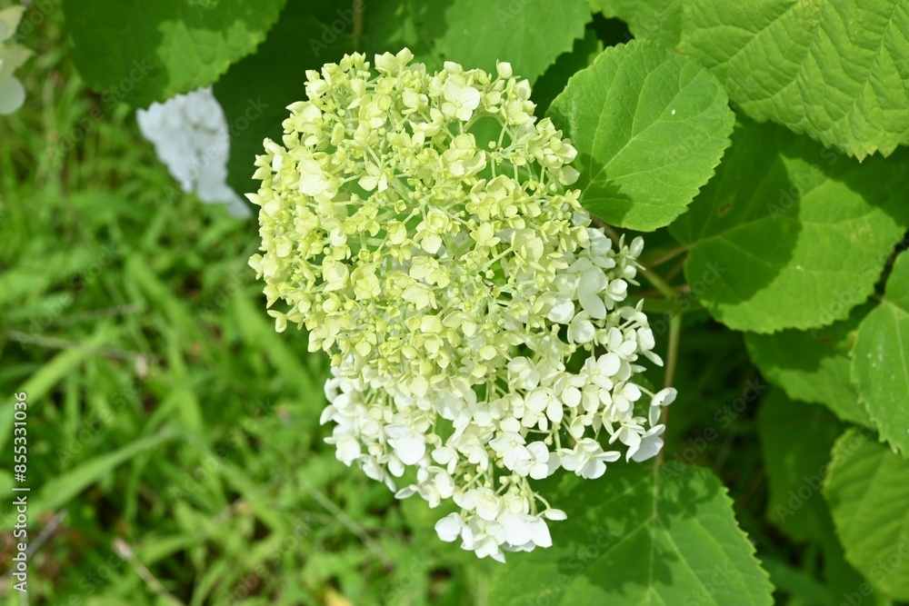 Hydrangea arborescens 'Annabelle'. A deciduous shrub of the Hydrangeaceae family native to North America. It blooms pure white flowers from June to July. Hydrangea arborescens 'Annabelle'. A deciduous shrub of the Hydrangeaceae family native to North America. It blooms pure white flowers from June to July.