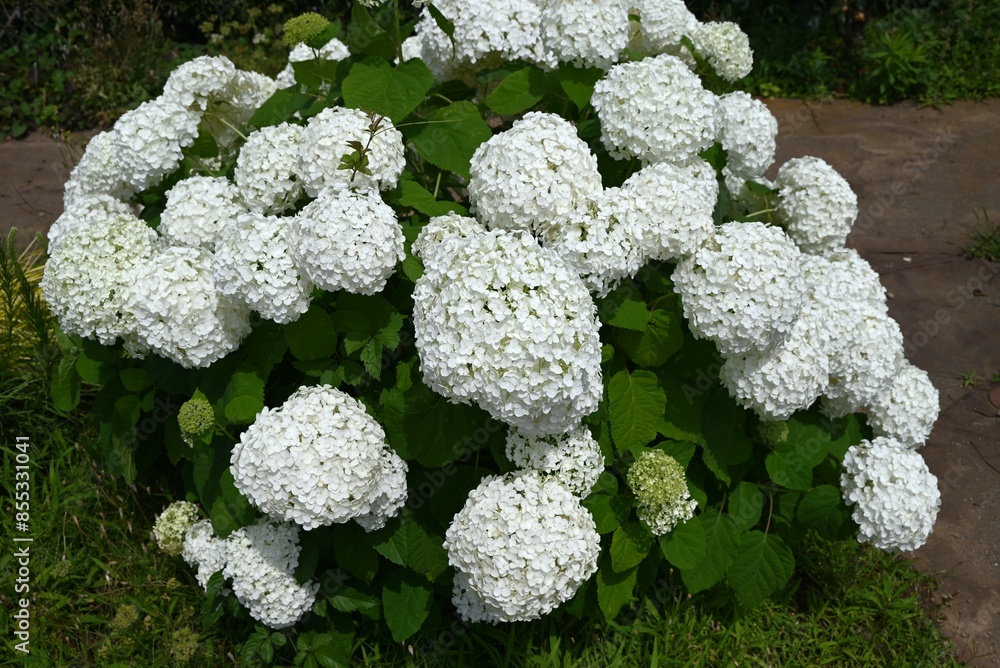 Hydrangea arborescens 'Annabelle'. A deciduous shrub of the Hydrangeaceae family native to North America. It blooms pure white flowers from June to July. Hydrangea arborescens 'Annabelle'. A deciduous shrub of the Hydrangeaceae family native to North America. It blooms pure white flowers from June to July.
