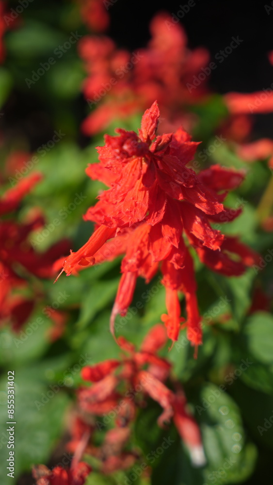 Beautiful red Salvia Splendens in the flower garden at the backyard Beautiful red Salvia Splendens in the flower garden at the backyard