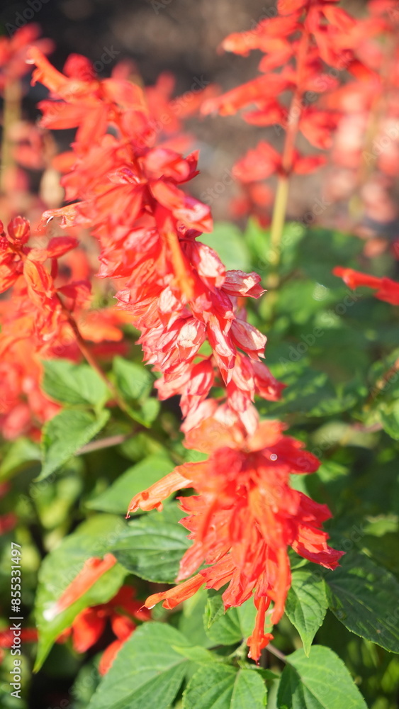 Beautiful red Salvia Splendens in the flower garden at the backyard Beautiful red Salvia Splendens in the flower garden at the backyard