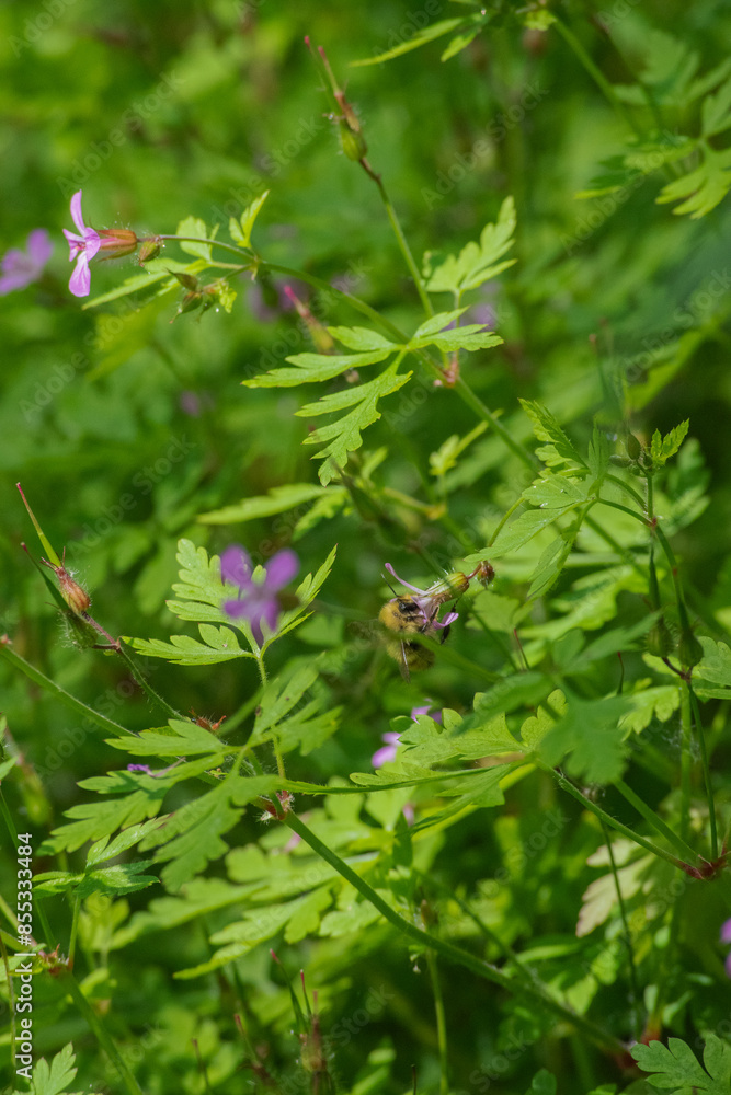 Bumblebee on Herb Robert (Geranium Robertainum)
Bumblebee on Herb Robert (Geranium Robertainum)