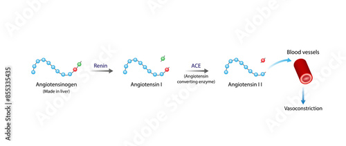 Angiotensin. Renin-Angiotensin-Aldosterone System, blood pressure regulation. Vasoconstriction. Angiotensin-converting enzyme. ACE inhibitors. Vector illustration.