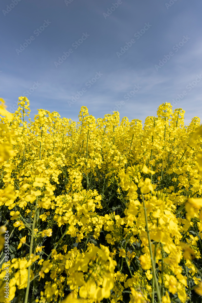 a monoculture of rapeseed during flowering with yellow flowers a monoculture of rapeseed during flowering with yellow flowers