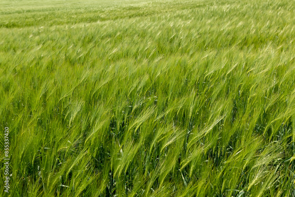 unripe barley ears in spring unripe barley ears in spring