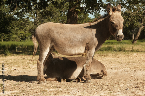 Pair of mini donkeys as farm animal friends on Texas farm during summer season.