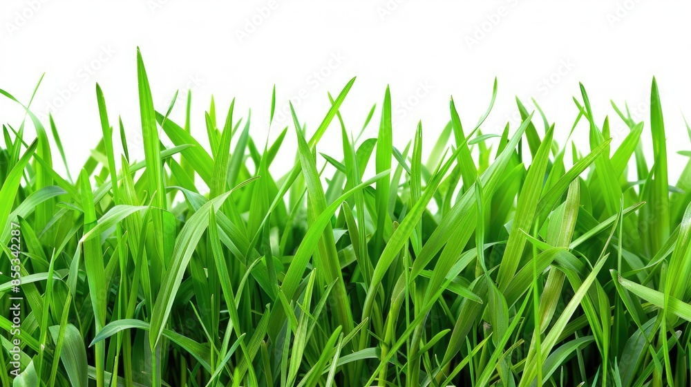 Fototapeta premium Lush Green Grass Blades Against White Background