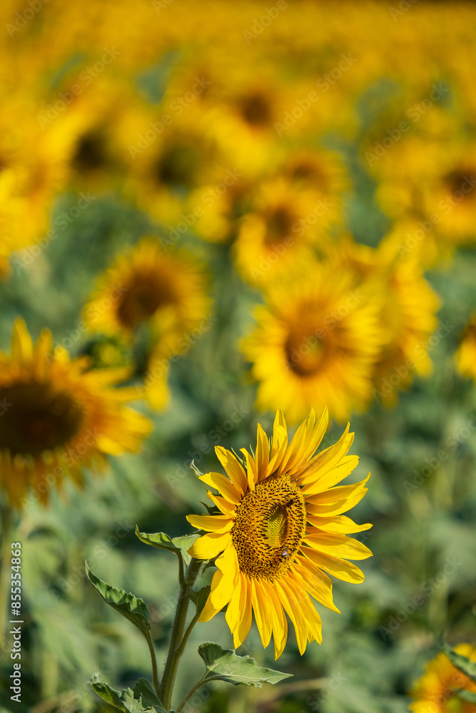 Naklejka premium sunflower plantation on a sunny afternoon
