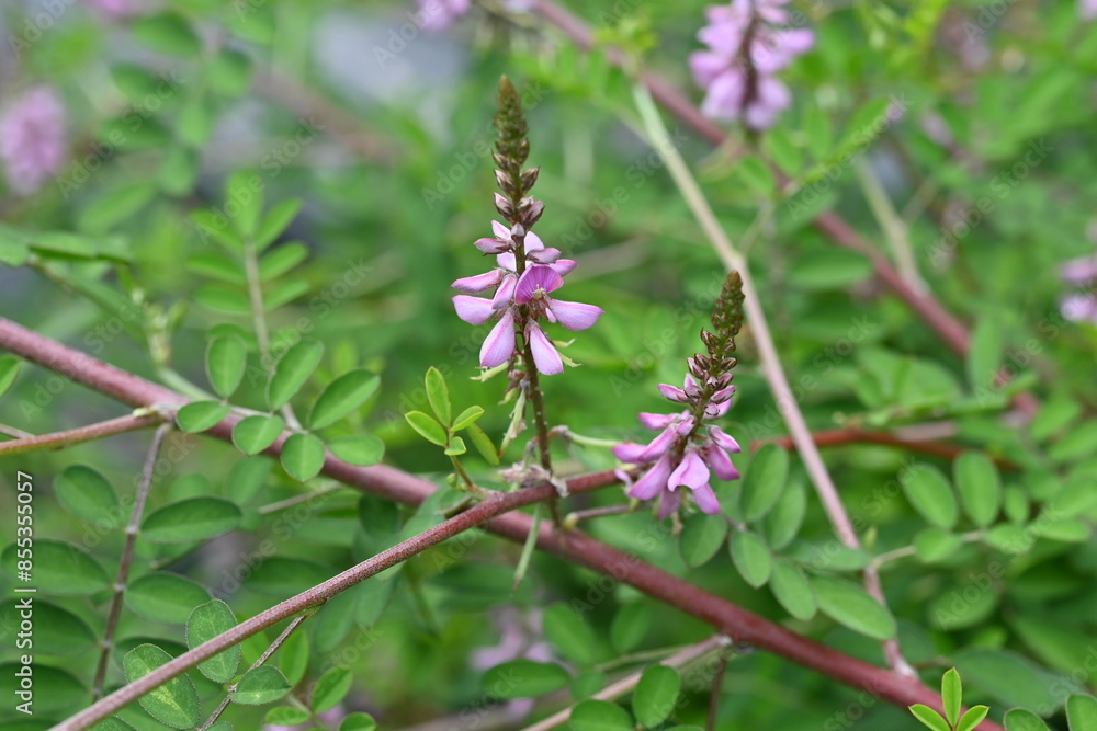 Indigofera pseudotinctoria flowers. Fabaceae deciduous shrub. Pale pink-purple flowers bloom in summer. Used as a raw material for indigo dyeing. Indigofera pseudotinctoria flowers. Fabaceae deciduous shrub. Pale pink-purple flowers bloom in summer. Used as a raw material for indigo dyeing.