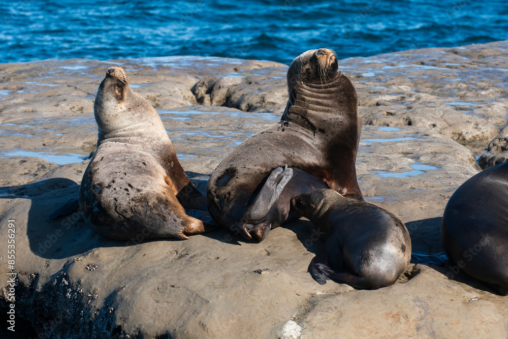 Naklejka premium South American Sea Lion , .Peninsula Valdes ,Chubut,Patagonia, Argentina
