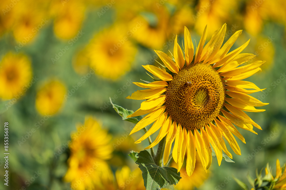 sunflower plantation on a sunny afternoon sunflower plantation on a sunny afternoon
