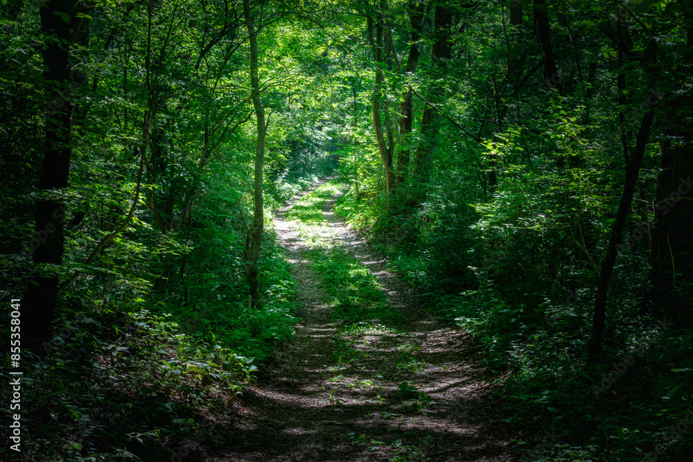 Obraz premium 緑に囲まれた道