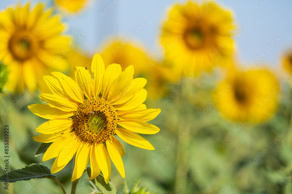 Fototapeta premium sunflower plantation on a sunny afternoon