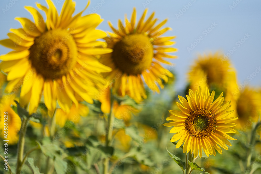 sunflower plantation on a sunny afternoon sunflower plantation on a sunny afternoon