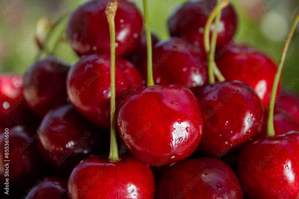 Fresh cherries close-up, with splashes of water, healthy eating concept, healthy lifestyle concept Fresh cherries close-up, with splashes of water, healthy eating concept, healthy lifestyle concept