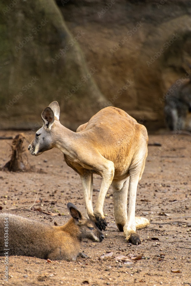Kangaroo standing on sandy ground while another kangaroo rests nearby in a natural habitat Kangaroo standing on sandy ground while another kangaroo rests nearby in a natural habitat