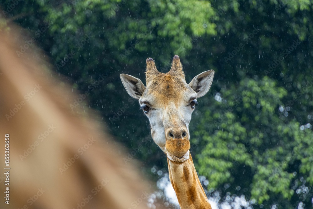 Naklejka premium Giraffe's face with a green forest background during a rainy day