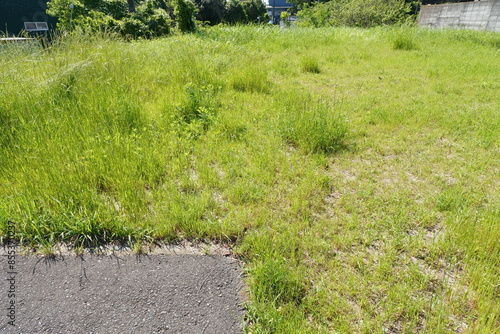 雑草が茂る空き地