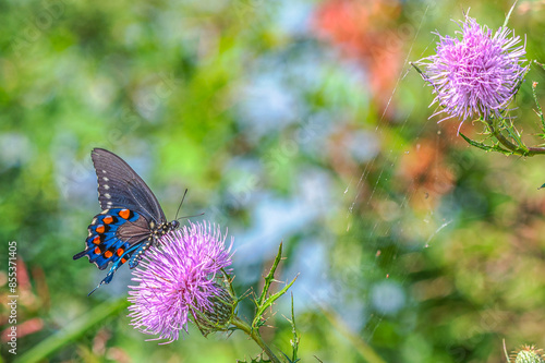California pipevine swallowtail butterfly landing in a pink tall thistle, its wings fluttering in the air. photo