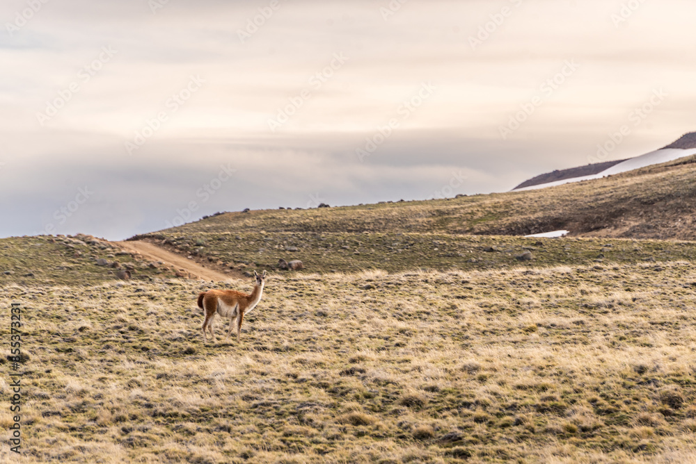 A lone guanaco stands in a grassy field in the Patagonian steppe. A lone guanaco stands in a grassy field in the Patagonian steppe.