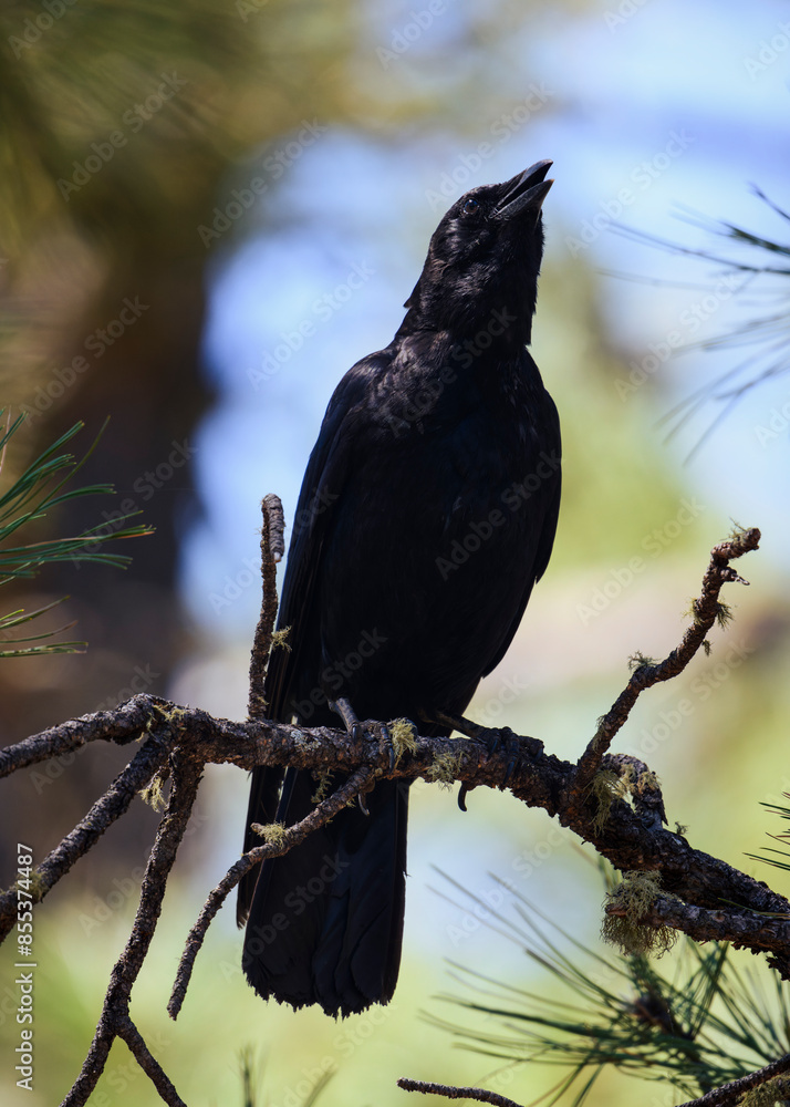 Fototapeta premium crow on a branch