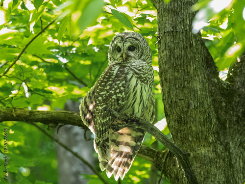 Barred Owl portrait on tree branch in Spring