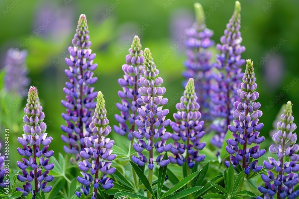 Obraz premium A bunch of purple flowers with green leaves