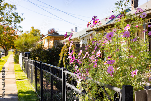 Vibrant pink cosmos flowers spilling over front fence of historic cottage home in Armidale NSW