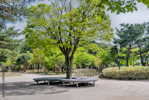 A park scene with a large tree and a circular bench surrounded by lush green trees, in Gyeongju, South Korea