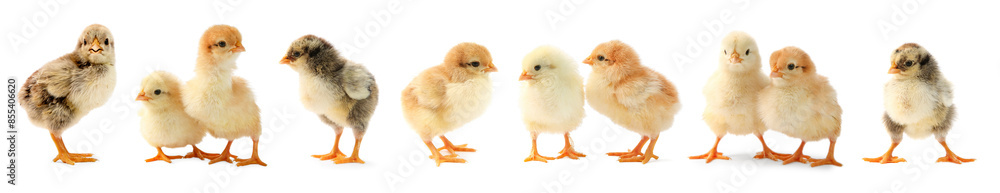 Obraz premium Cute fluffy chicks on white background. Baby animals