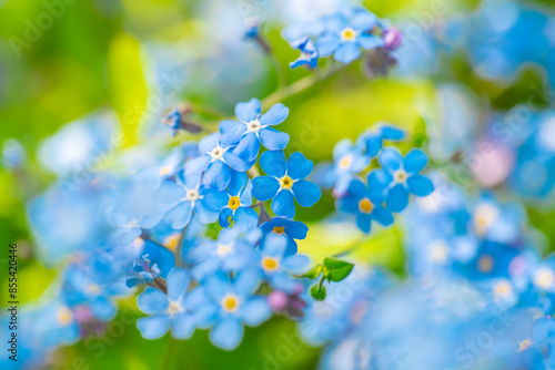 Forget-me-not flowers .Shady flower garden assortment .Close-up of small blue flowers and green leaves.Spring floral background in blue tones.Spring shade tolerant flowers.