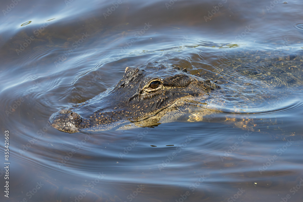 Wild American alligator swimming in a canal at Orlando Wetlands in Cape Canaveral Florida. Wild American alligator swimming in a canal at Orlando Wetlands in Cape Canaveral Florida.