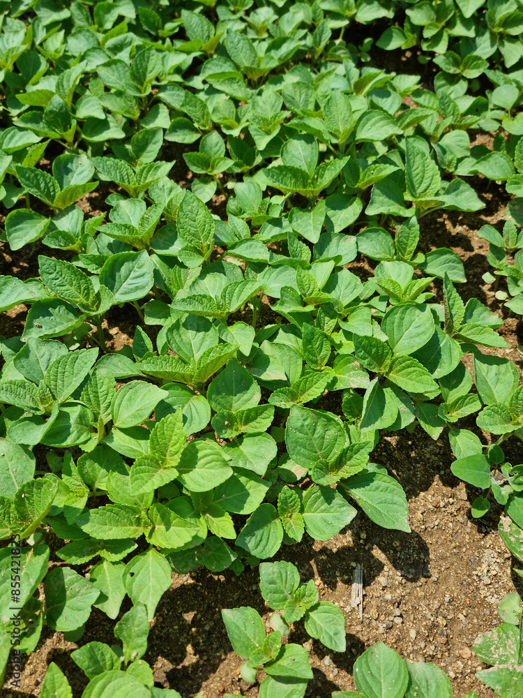 Perilla seedlings grown by sowing seeds in rural areas. Perilla seedlings grown by sowing seeds in rural areas.