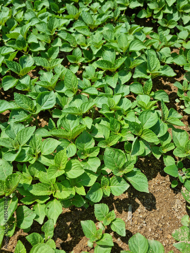 Wallpaper Mural Perilla seedlings grown by sowing seeds in rural areas. Torontodigital.ca