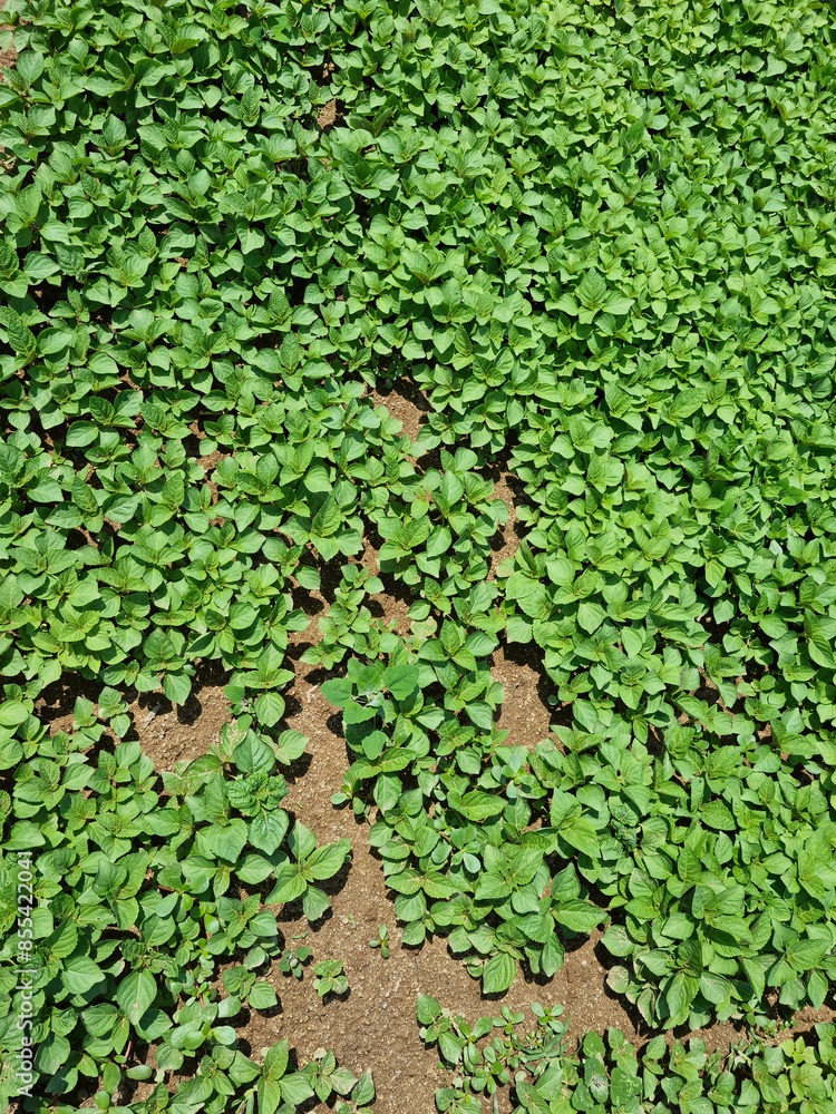 Perilla seedlings grown by sowing seeds in rural areas. Perilla seedlings grown by sowing seeds in rural areas.