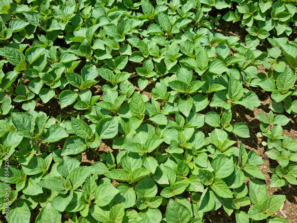 Perilla seedlings grown by sowing seeds in rural areas. Perilla seedlings grown by sowing seeds in rural areas.